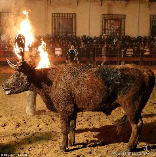 عکس های فستیوال وحشیانه و دردناک آتش زدن گاو