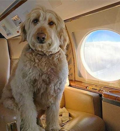 پولدارترین سگ های اینستاگرام (تصاویر)