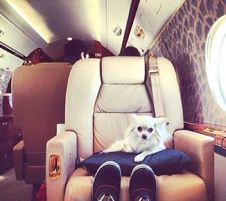 پولدارترین سگ های اینستاگرام (تصاویر)