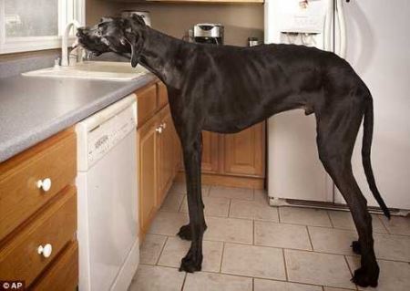 مرگ بلندترین سگ دنیا در 6 سالگی! (عکس) 1