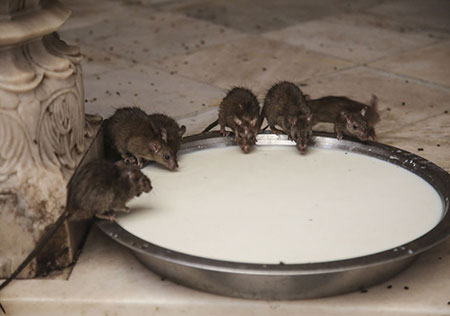 معبدی در هند که 20،000 موش سرباز دارد! (عکس)