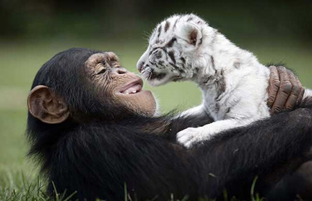 شامپانزه مهربانی که از بچه ببرها نگهداری می کند (عکس)