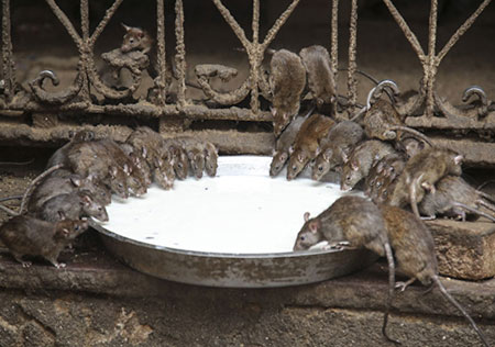 معبدی در هند که 20،000 موش سرباز دارد! (عکس)