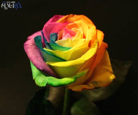 عکس هایی از گرانترین گل رز دنیا