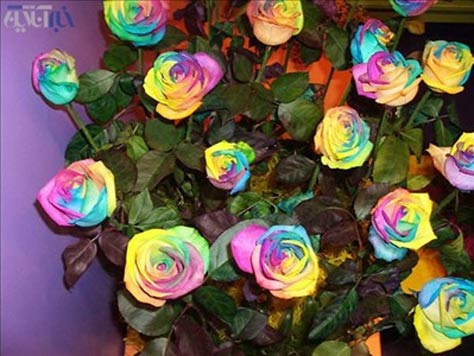 عکس هایی از گرانترین گل رز دنیا