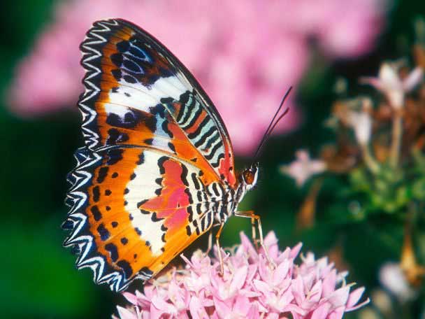 عکس های دیدنی از زیباترین پروانه های جهان