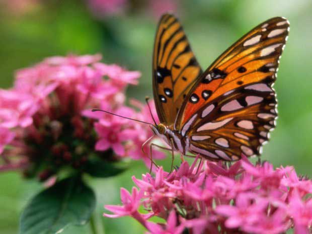 عکس های دیدنی از زیباترین پروانه های جهان
