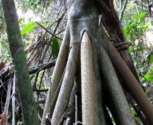 عکس های حیرت آور از ریشه های عجیب و غریب این درختان