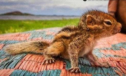 عکس هایی از نجات زیباترین سنجاب جهان 1