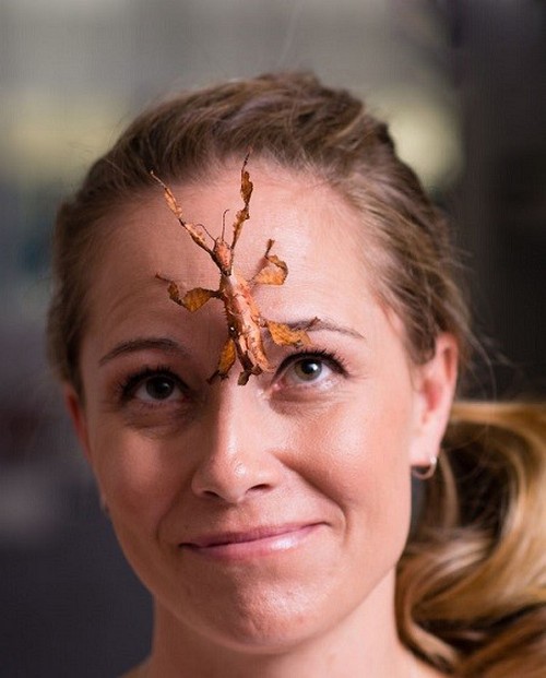 زندگی جنجالی این زن با حشرات سمی (عکس)