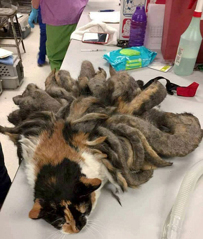 موهای عجیب بدن این گربه +عکس