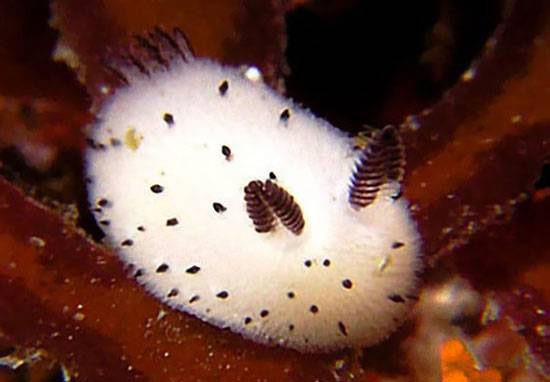 خرگوش دریایی عجیب ترین موجود دنیا (عکس)
