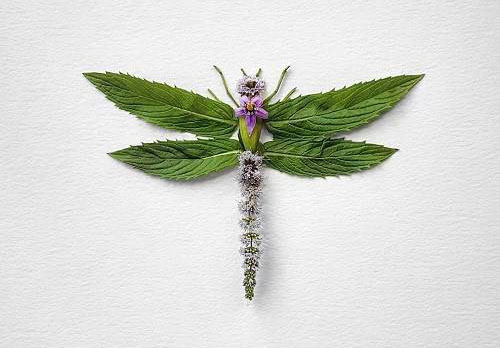 هنر زیبای تبدیل گل به حشرات زیبا (عکس)