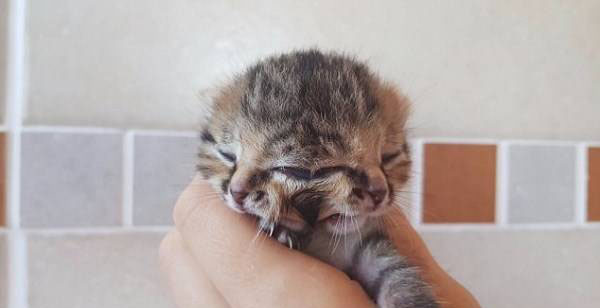 تولد عجیب یک بچه گربه با سه چشم (عکس)