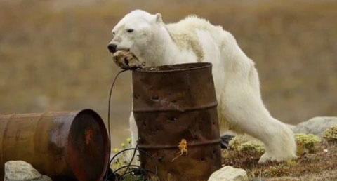 فلاکت این خرس قطبی جهان را شوکه کرد (عکس)