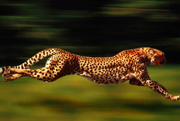 عکس های دیدنی از کندترین و سریع ترین حیوانات 1