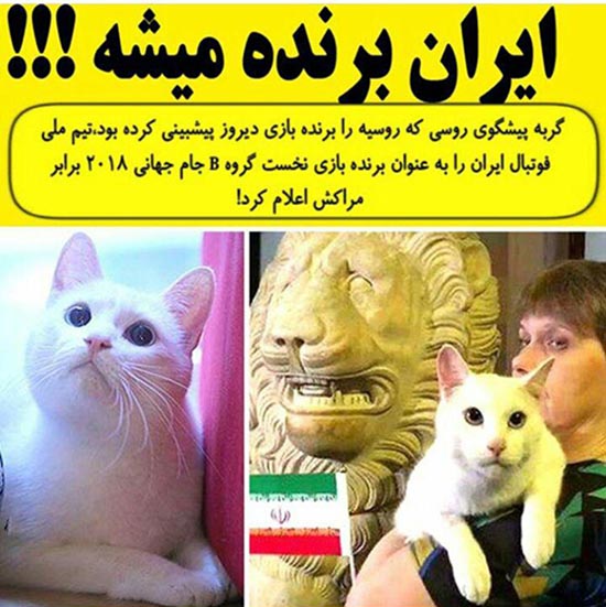 پیشگویی گربه روسی از پیروزی ایران در بازی ایران و مراکش