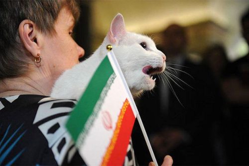 پیش بینی گربه پیشگو از بازی ایران و اسپانیا (عکس)