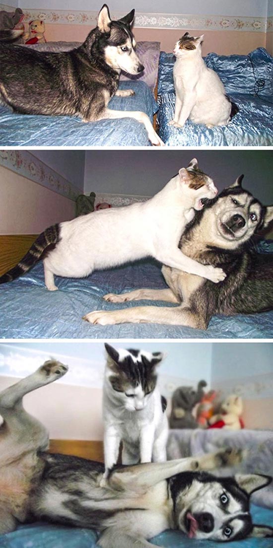 عکس های بامزه از سگ و گربه های ملوس