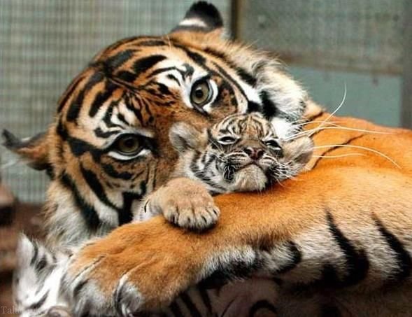 عکس هایی دیدنی از محبت مادری بین حیوانات