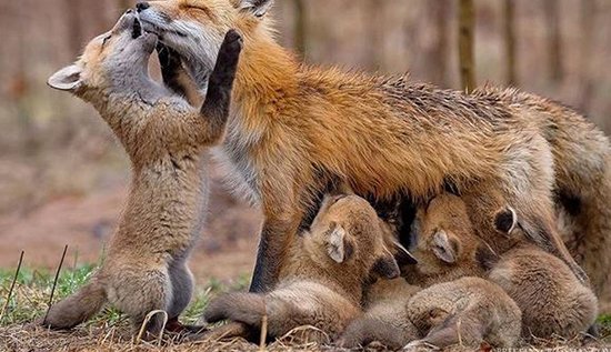 عکس هایی دیدنی از محبت مادری بین حیوانات