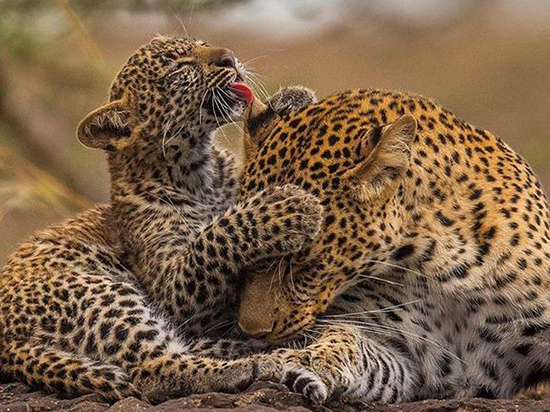 عکس های زیبا از عشق مادر و فرزندی در حیوانات