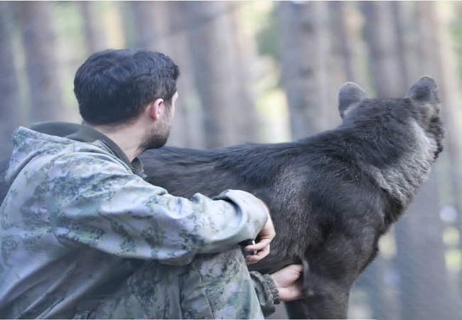 زندگی مرد روسی با گرگ‌ها (تصاویر)
