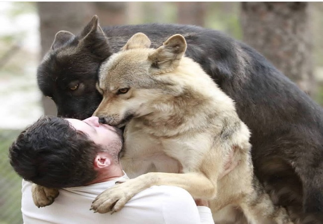 زندگی مرد روسی با گرگ‌ها (تصاویر)