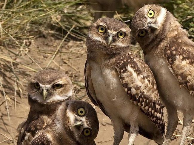 عکسهای خنده دار از رفتارهای جالب حیوانات و پرندگان