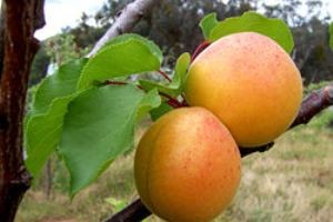 میوه ای ضد پیری
