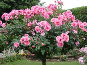 عکسهای جالب و بسیار دیدنی از زیبا ترین پارک جهان!!!! 1