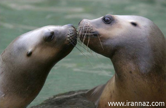 عکسهای بسیار جالب از بوسیدن حیوانات 1