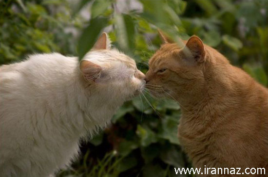 عکسهای بسیار جالب از بوسیدن حیوانات 1
