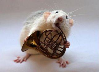 عکسهای خیلی ناز از موش های نوازنده