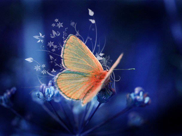عکس هایی بسیار زیبا از پروانه های کمیاب
