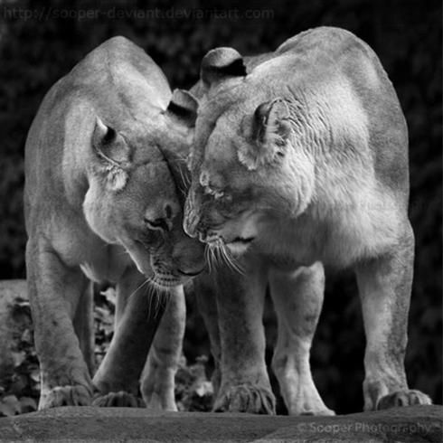 عکس هایی عاشقانه و رمانتیک از حیوانات زیبا / www.irannaz.com