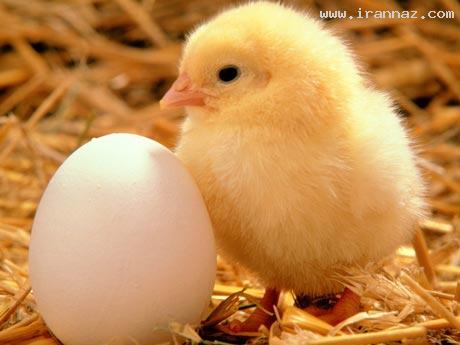عکسهای خارق العاده از سیر تکامل تخم مرغ تا جوجه 1