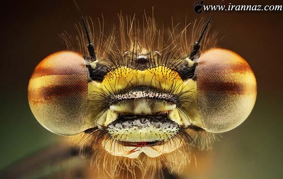 چرا چشم بعضی از حشرات هزاران عدسی دارد