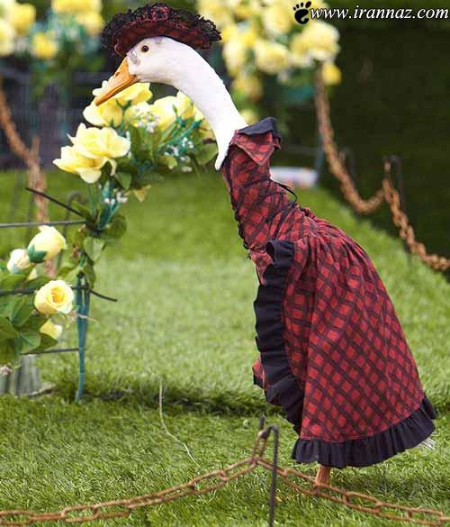  عکس های بسیار دیدنی و جالب از شو لباس اردک ها!/ www.irannaz.com