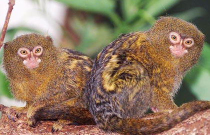 عکس هایی از عجیب ترین جانوران در حال انقراض | www.irannaz.com