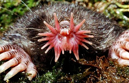 عکس هایی از عجیب ترین جانوران در حال انقراض