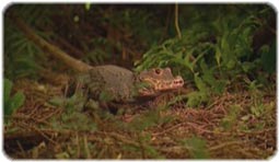 مستند کروکدیل ها - Crocodiles مستند کروکدیل ها - Crocodiles