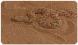 مستند کروکدیل ها - Crocodiles مستند کروکدیل ها - Crocodiles