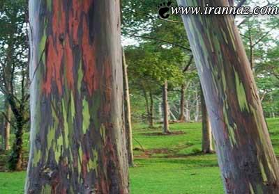 زیباترین درخت رنگارنگ در دنیا (عکس)