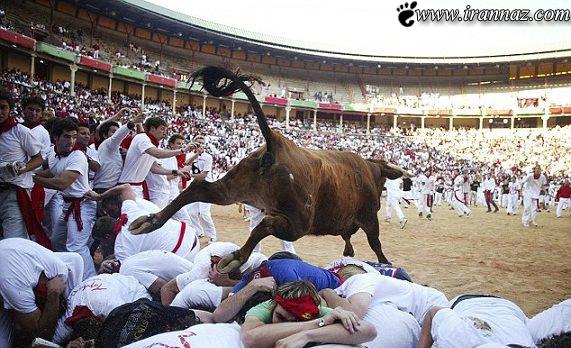 مسابقات گاوبازی و پایان خونین آن (عکس)