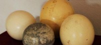طراحی نقشه ی جهان بروی تخم شتر مرغ (عکس)