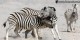 ستیز گورخر ها برسر ریاست (عکس)
