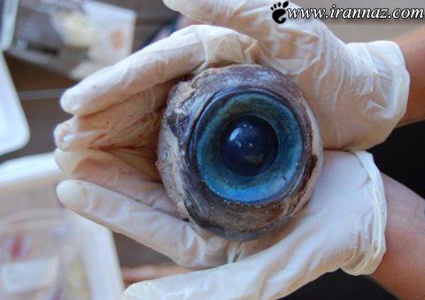کشف تخم چشم بزرگی در سواحل فلوریدا (عکس)