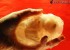 ساخت صابون جنین در کیسه ی آب  (عکس)