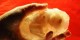 ساخت صابون جنین در کیسه ی آب  (عکس)
